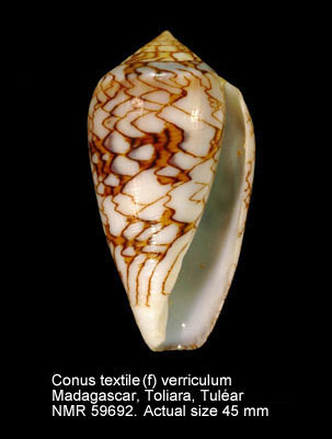 Conus textile (f) verriculum (2).jpg - Conus textile (f) verriculumReeve,1843